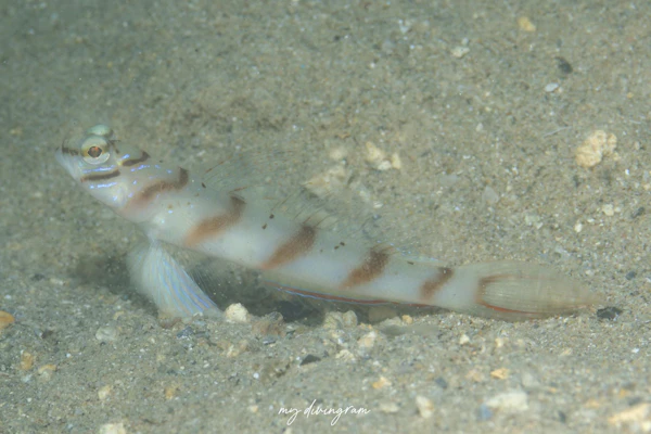 ハチマキダテハゼ