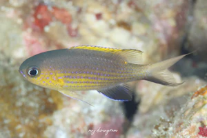 ヒメスズメダイ