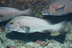 アジアコショウダイ