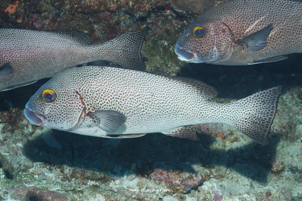 アジアコショウダイ