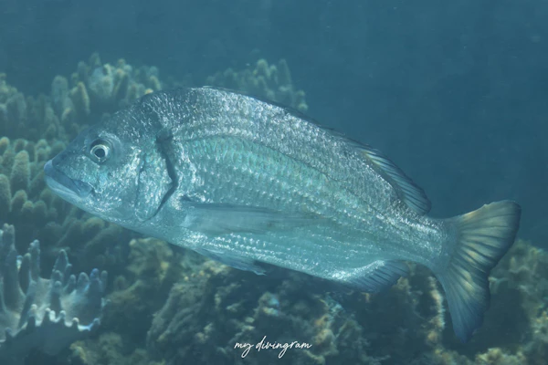 ミナミクロダイ