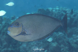 サザナミトサカハギ