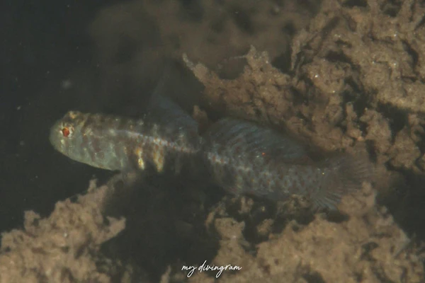 ミナミイソハゼ