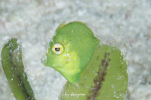 セダカカワハギ