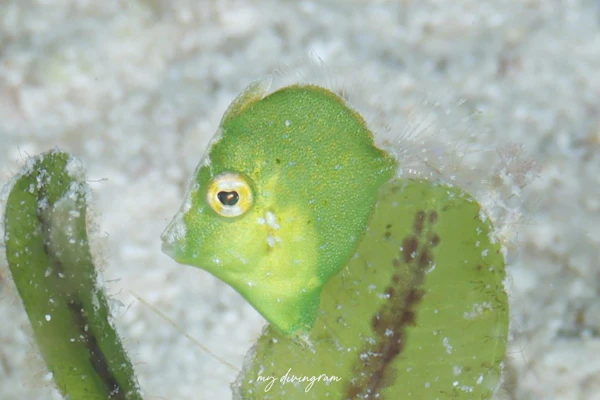 セダカカワハギ