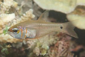 クロオビアトヒキテンジクダイ