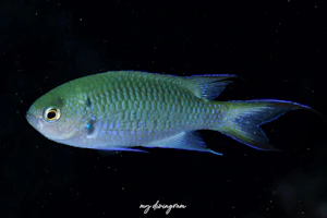 ヤノリボンスズメダイ