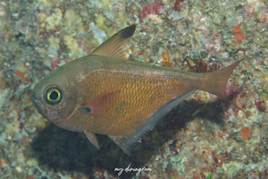 リュウキュウハタンポ