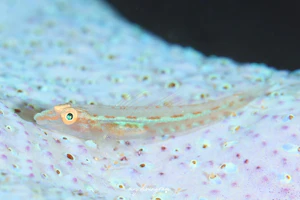 エロンゲートゴーストゴビー