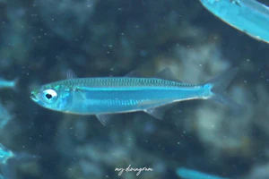 ヤクシマイワシ