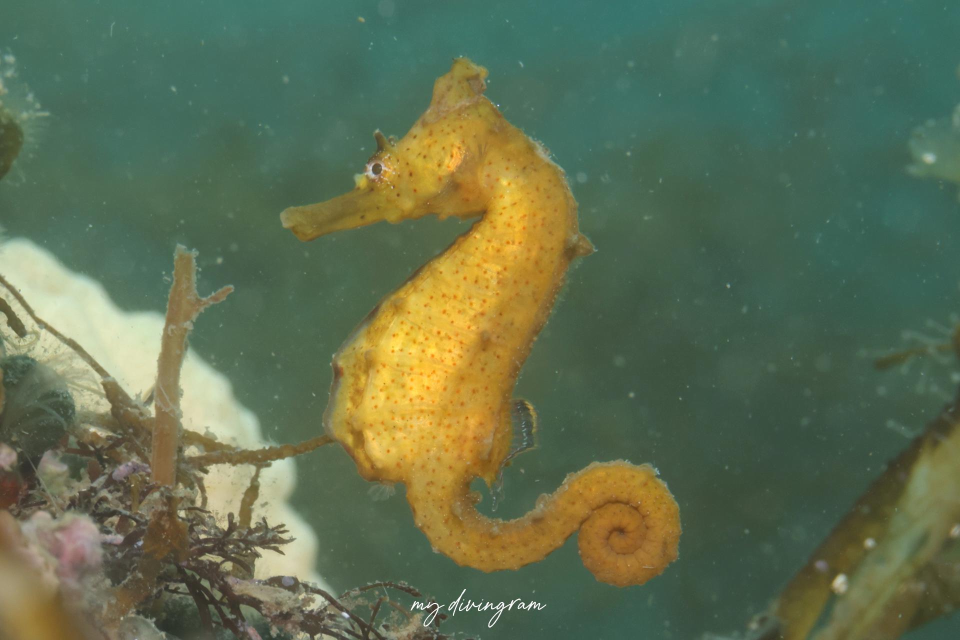 ヒメタツ