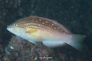 ホシササノハベラ