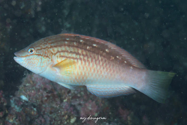 ホシササノハベラ