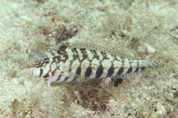 ダンダラトラギス