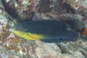 ホシススキベラ