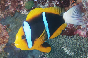 オレンジフィンアネモネフィッシュ