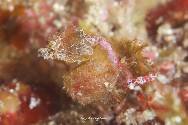 ハチジョウタツ