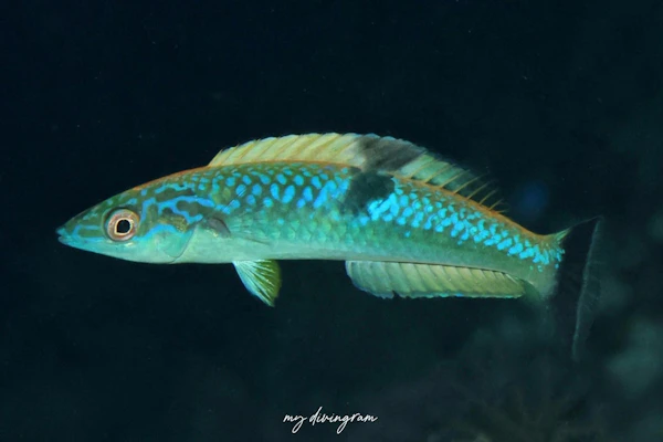 スミツキオグロベラ