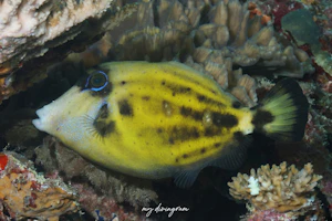 メガネウマヅラハギ