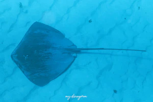 オグロオトメエイ