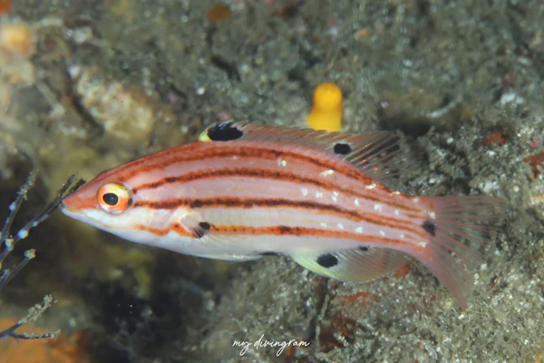 スジキツネベラ