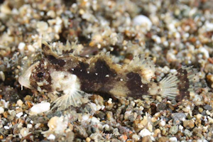 Acanthosphex属の1種-1