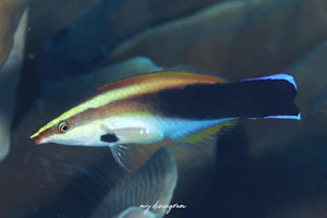 スミツキソメワケベラ