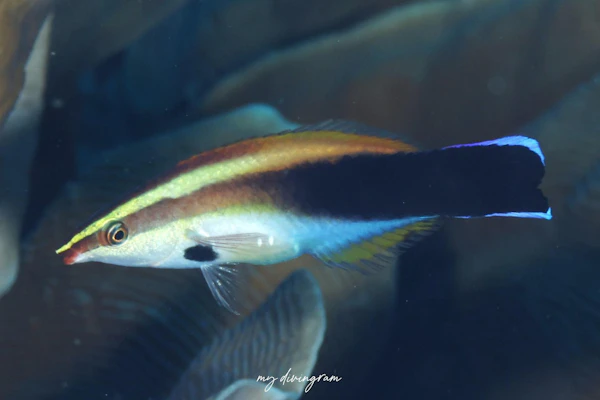 スミツキソメワケベラ