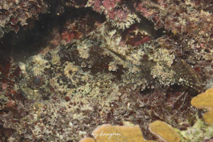 チブルネッタイフサカサゴ