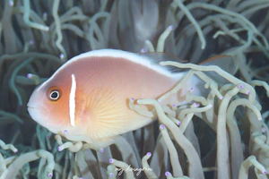 ハナビラクマノミ