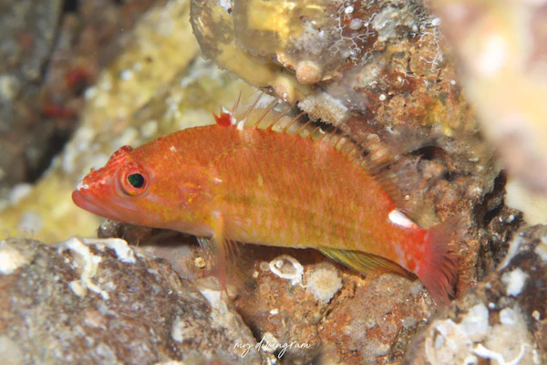 デイゴハナダイ