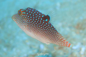 スポッテッドシャープノーズパファー