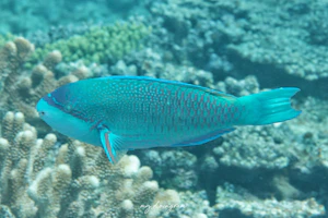 ダイダイブダイ