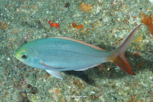 ヨゴレアオダイ