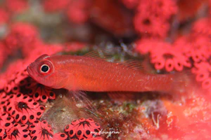 メガネベニハゼ