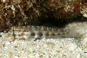 カタボシオオモンハゼ