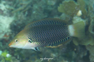 アクシルスポットラス