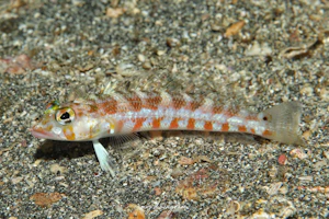 ヤマユリトラギス