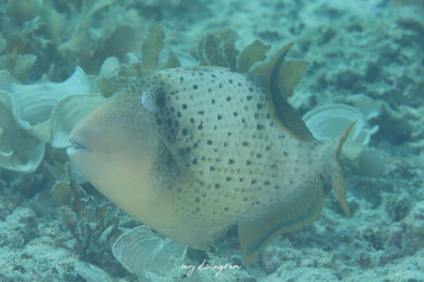 キヘリモンガラ