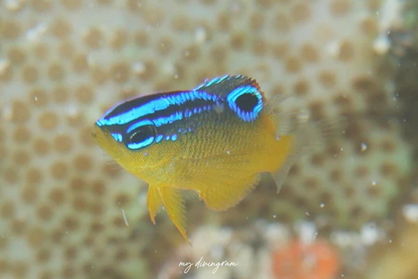 ブルースポットダムゼル