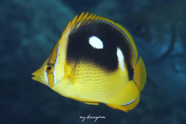 シテンチョウチョウウオ