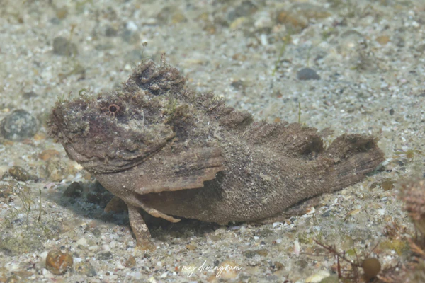 カゴシマオコゼ