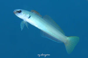 イトマンクロユリハゼ