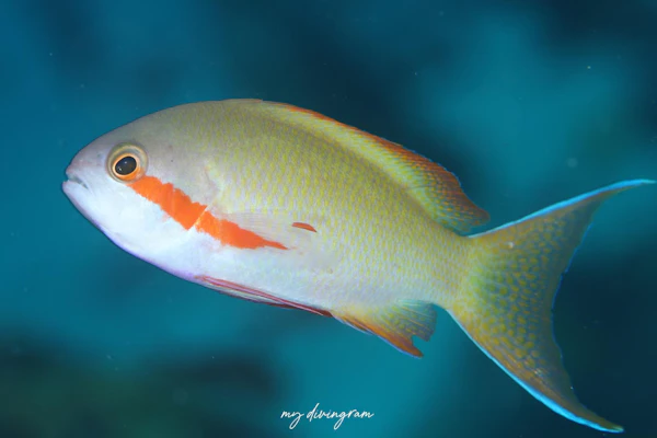 メラネシアンアンティアス