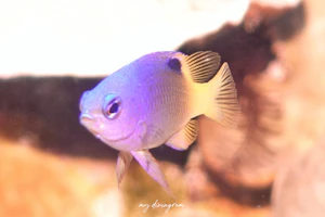 トレイシーズダムゼル