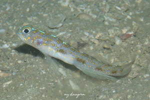 ヤツシハゼ属の1種-12