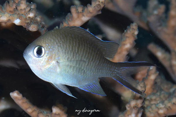 カブラヤスズメダイ