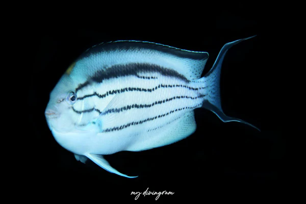 タテジマヤッコ