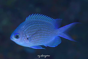 シロボシスズメダイ