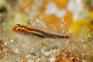 ナデシコイソハゼ